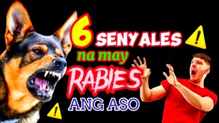 MGA SENYALES NA MAY RABIES ANG ASO | Tenrou21