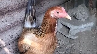 pure Boston round head pullet