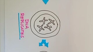 mitosis