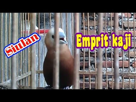 bunyi siulan asli burung emprit kaji jantan.