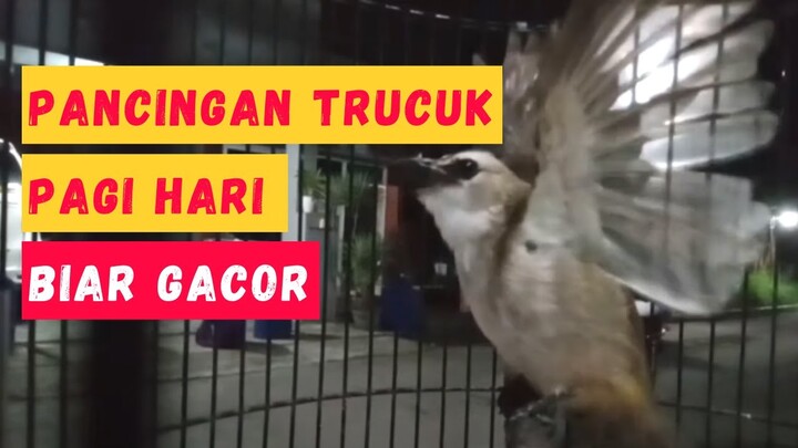 Pancingan Trucukan Pagi Hari Ampuh Bikin Bunyi Trucuk Bahan & Macet Bunyi (AUDIO JERNIH)