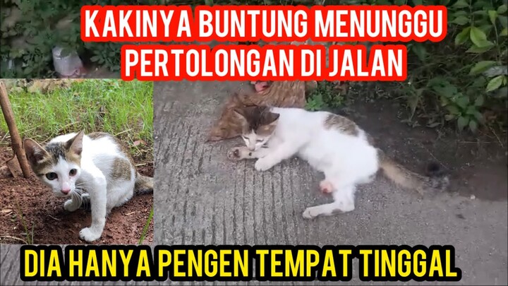 KUCING LIAR SEDIH KAKINYA BUNTUNG SEDANG MENUNGGU PERTOLONGAN DI JALANAN..!