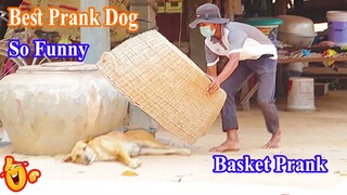 TOP Dog Prank Collection! Huge Handmade Basket vs Prank Sleep Dog, Super Funny Video 2021