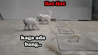 DUA KUCING INI SANGAT RUKUN