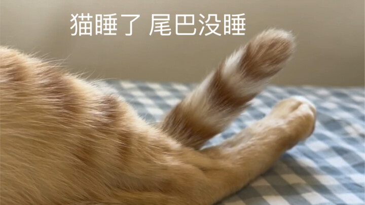 猫睡了，尾巴没睡