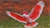TAKJUB !! 10 Burung Paling Indah Yang Masih Ada Di Bumi