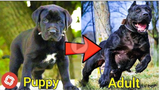 I'm a Big Kid Now Cute Baby Animals - Dogs Grow Up
