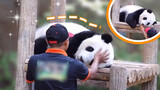 Spoiled Panda Yiyi: I don't want to go with you!