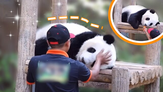 Panda: Yi Yi manja, Papa Malaysia membujuknya pulang dengan susah.