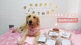 KYARA’S 2ND BIRTHDAY!! 🎂 (Golden Retriever Philippines)