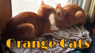 Orange Cats | Make the Very Best Friends