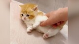 Wow, kittens!🤤🤤🤤