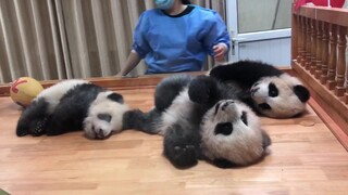 Cute Baby Pandas in Sunshine Nursery House
