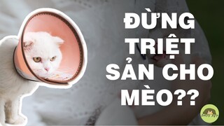 Đừng triệt sản cho mèo nữa nếu bạn không biết điều này |Dayspet