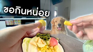 บอยและเหล่าผักของเขา || Dog food test Ep.1