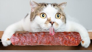 ПРИКОЛЫ С ЖИВОТНЫМИ ДО СЛЕЗ / Смешные КОТЫ 2021 / Приколы с КОТАМИ / Funny ANIMALS video #77