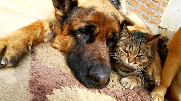 Animal Video | Cat Love Snuggling Up With Gentle Dog