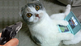 OMG So Cute ♥ Funny Cats and Dogs ตอนที่ 30
