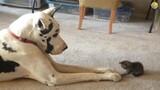 FUNNY CATS and DOGS 🐱🐶 CRAZY, AMAZING, SMART ANIMALS 🐾 New Funniest Videos 😂
