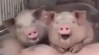 These animals are so funny!