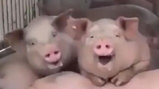 Hai con lợn này… làm tôi cười đau bụng