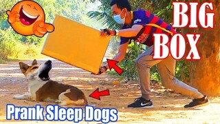 Super Big Box vs Real Dogs Prank Very Funny with Surprise Scared Reaction - Try Not To Laugh