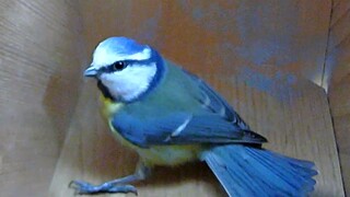 (รวมสัตว์โลก) เคยเห็นนก Eurasian blue tit ทะเลาะกันไหม น่ารักมากเลย