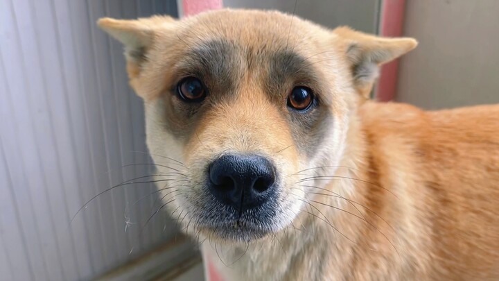 Sungguh seekor anjing dengan alis tebal dan mata besar... benda! Dahuang: Setelah bermain seperti in