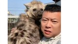 พิมพ์ซ้ำ 88: หมาในลายจุดนี้เติบโตในประเทศจีนและเข้าใจธรรมชาติของมนุษย์เป็นอย่างดี