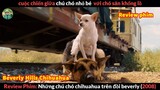 Khi bạn Nhỏ nhưng bạn có Võ - Review phim Những Chú Chó Chihuahua Trên Đồi Beverly