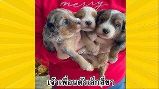 สัตว์เลี้ยงเพื่อนขนปุย : เจ้าเพื่อนตัวเล็กสี่ขา