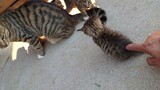 Kitten: Stop Poking Me!