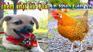 Dương KC | Bông Bé Bỏng Ham Ăn #9 | chó thông minh đáng yêu | funny cute smart dog pets |Thú Cưng TV