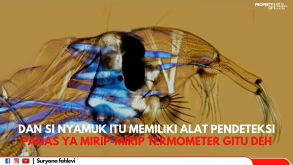 MISTERI NYAMUK