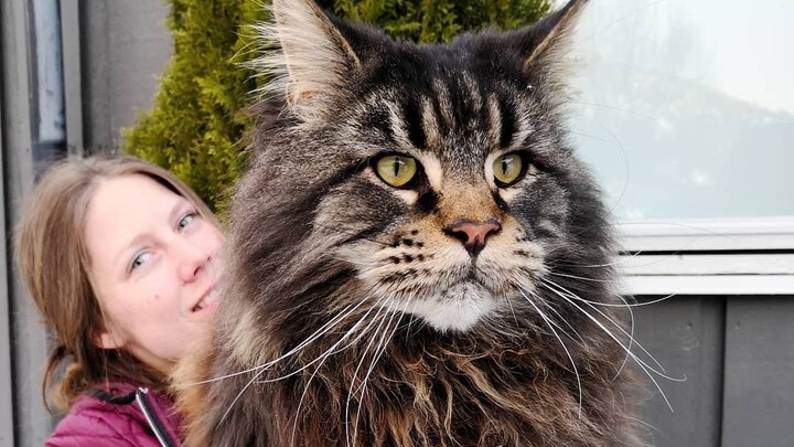The King Among All Cats - Maine Coon Cats