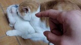 [Thú cưng] Cưỡng chế tách hai chú mèo đang "giao phối" ra và cái kết
