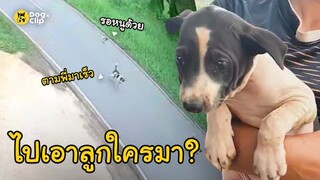 นายสาวงงหนัก! แก๊งน้องหมาแอบพาลูกหมาน้อยเข้าบ้าน  | Dog's Clip