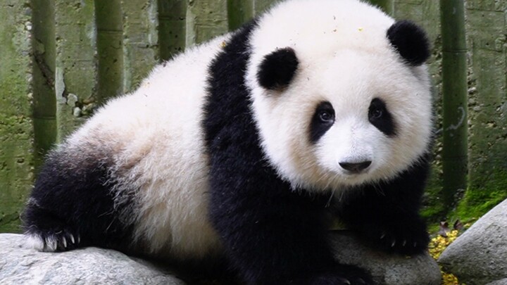 [Panda Hehua] นี่เป็นแพนด้าที่จับตัวง่ายที่สุดแล้วละมั้ง มาหาถึงที่