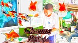 Part 4. (Cleaning the TANKS or TUBS) ★Goldfish & Koi★
