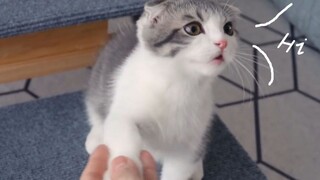 Animal|Cute Cats