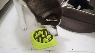 A Husky Eats So Fast That A Special Bowl Doesn't Help At All