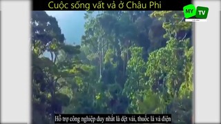 Cuộc sống mưu sinh vất vả ở Châu Phi_phần 2