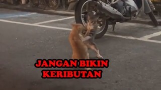 KUCING INI PIKIR DIA SEREM!_