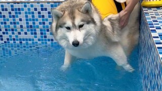 Husky berenang untuk pertama kalinya dan pemandangan menjadi tidak terkendali...