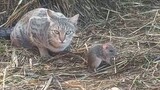 [Mèo cưng] Mèo đợi chủ nhân quay video bắt được chuột mới chịu nhả