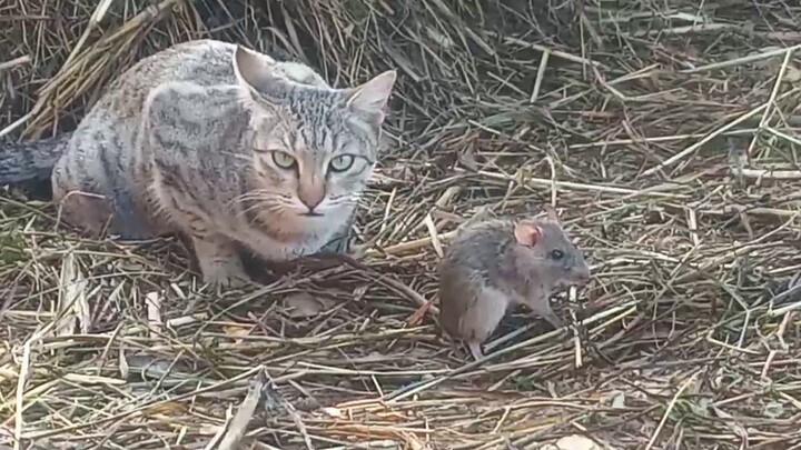 猫抓住老鼠不吃，等着主人拍视频，玩够了才下口