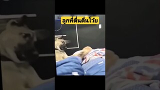 ^ดูรวมคลิปเต็มกดลิงค์ข้างบน^ ลูกพี่ตื่นตื่นโว้ย #funny #reels #awesome #รวมคลิปตลก