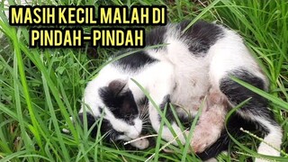 Astagfirullah Induk Kucing Ini Malah Mindahin Anaknya Ke Semak-Semak Saat Masih Bayi..!