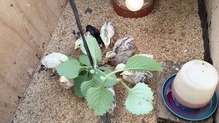 Turkey Poults eating Oregano leaves.