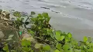 jebakan predator 😱😱😱